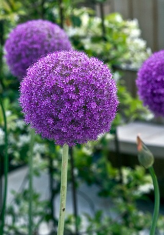 allium2