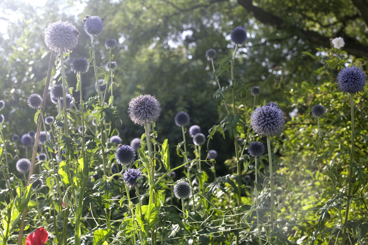 echinops