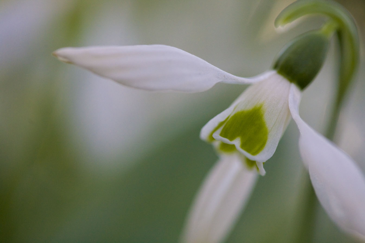 galanthus