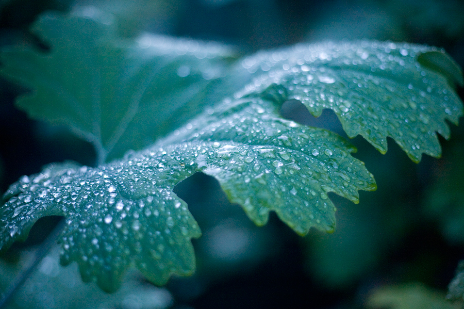 macleaya