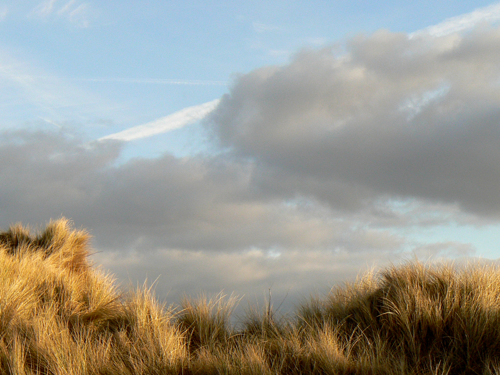 norfolk-grasses