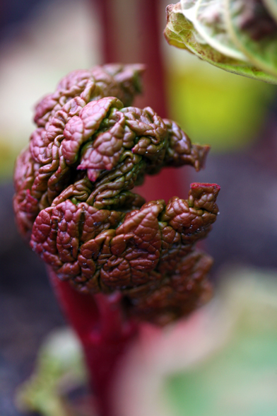 rhubarb