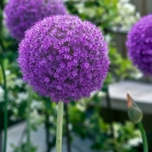 allium2