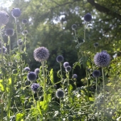 echinops