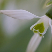 galanthus