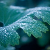 macleaya