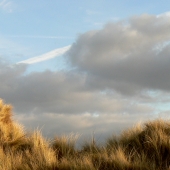 norfolk-grasses