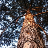 pinus