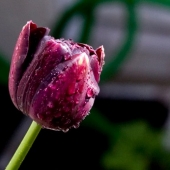 tulip