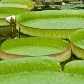 waterlilies