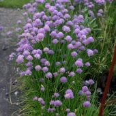 weddingchives-small