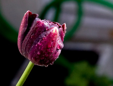 tulip