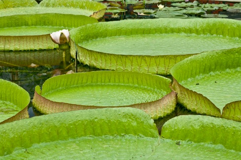 waterlilies